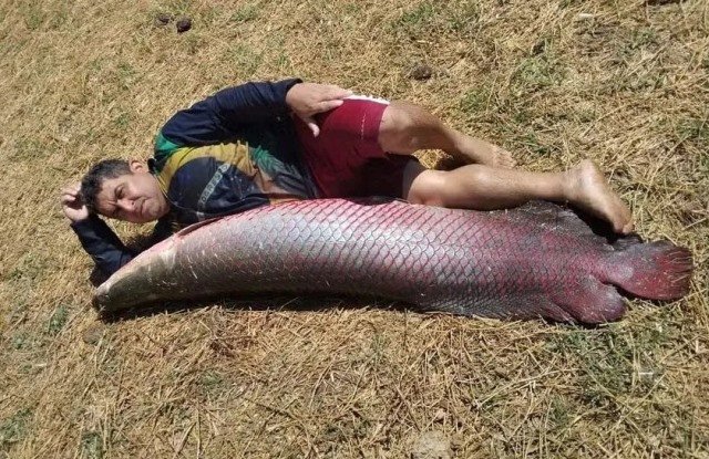Pescadores capturam peixe de 1,5 metro e 45 kg
